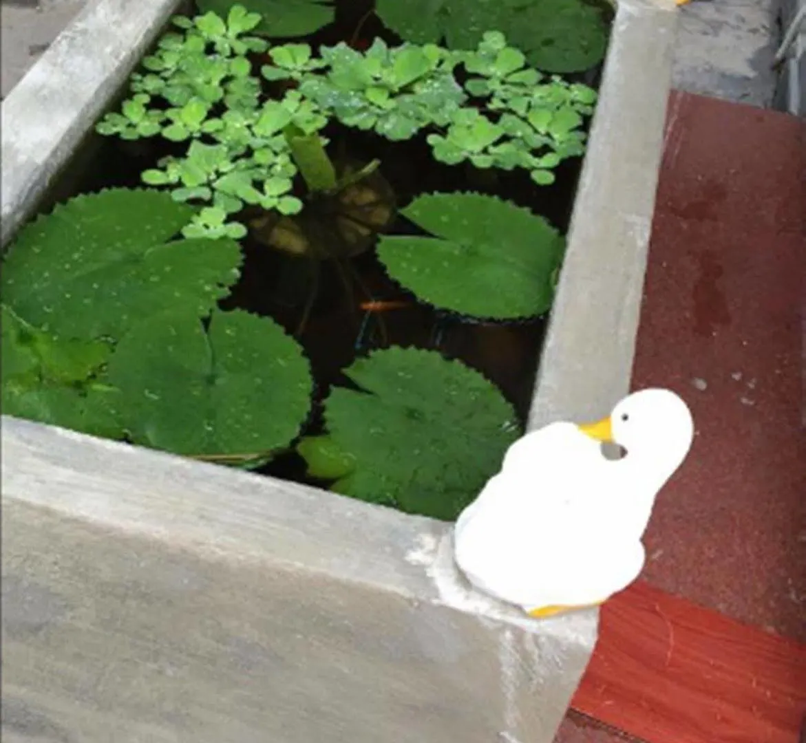 Camellia Homestay Hoi An